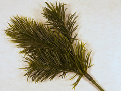 Pine Greenery Pick