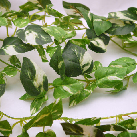 silk pothos Formosa Crafts