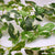 Silk Green Pothos Wired Garlands 
