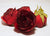 Red Large Poly Silk Rose Bud Heads 12pcs